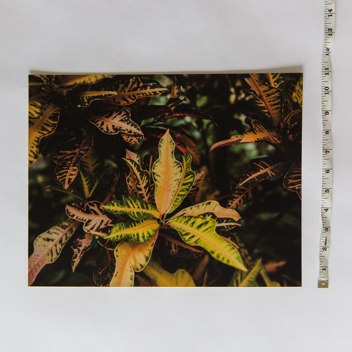 8x10 Print